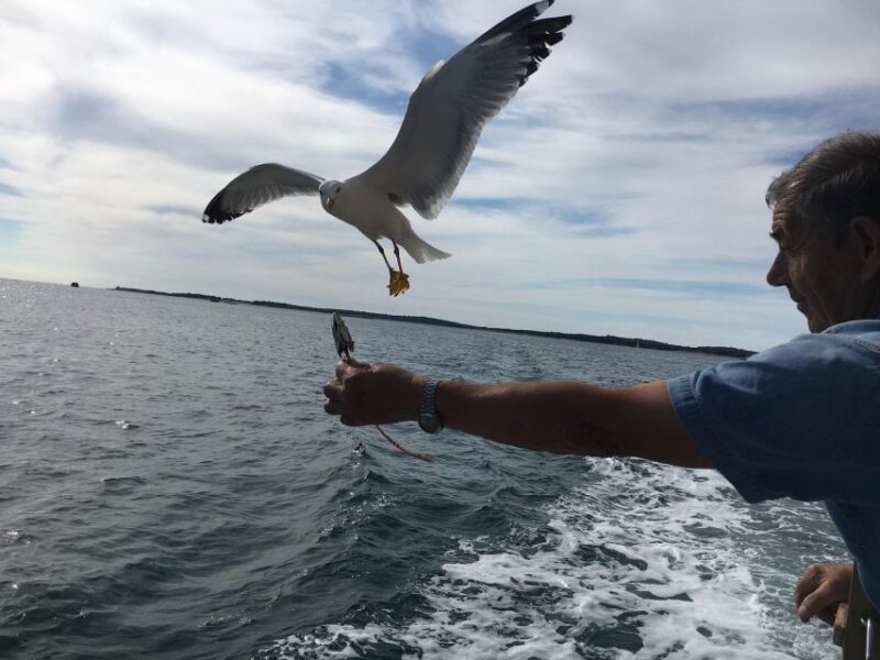 Pula: Dolphin Watching Sunset Cruise With Dinner & Drinks - Good To Know