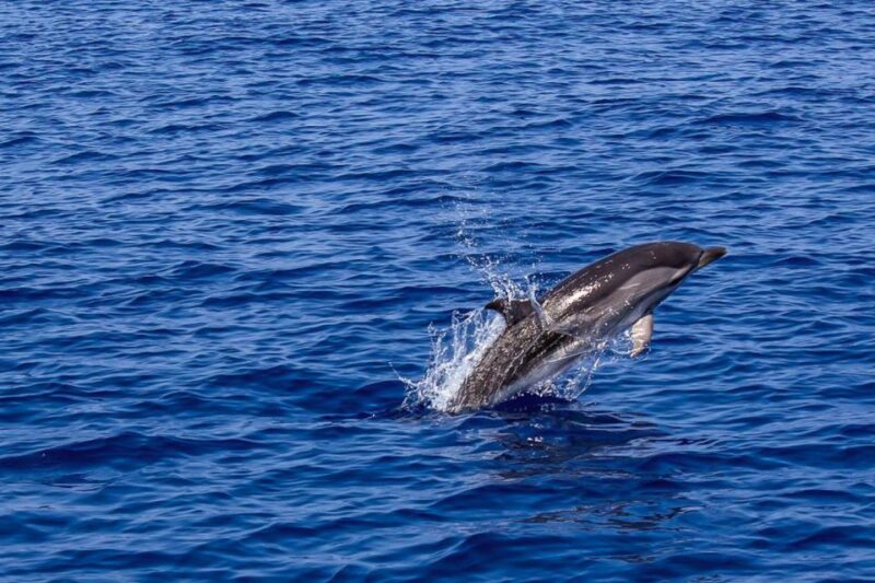Pula: Dolphin Watching Sunset Cruise With Dinner & Drinks - Itinerary and Experience