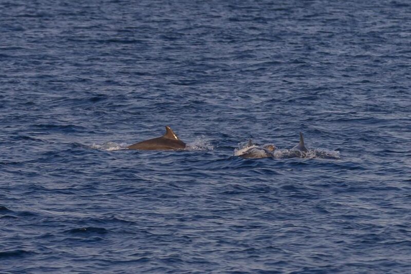 Pula: Dolphin Watching Sunset Cruise With Dinner & Drinks - Dining Options and Amenities