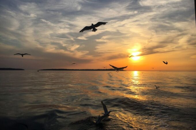 Pula: Dolphin Watching Sunset Cruise With Dinner & Drinks - What to Expect on the Cruise