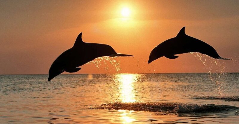 Pula: Exclusive Dolphin & Sunset Cruise With Dinner & Drinks - Boat and Amenities