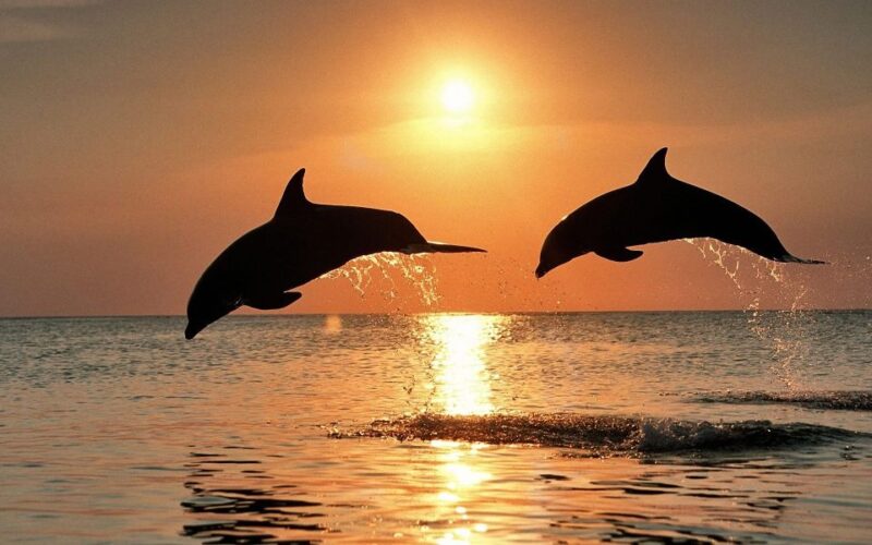 Pula: Exclusive Dolphin & Sunset Cruise With Dinner & Drinks - Dining and Drinks