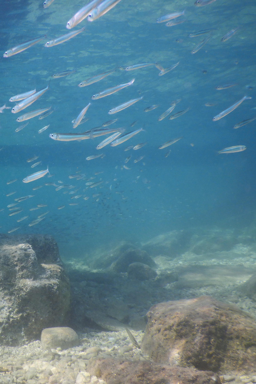 Pula: Introduction to Scuba Diving for Kids (age 8-10) - Instructor Qualifications
