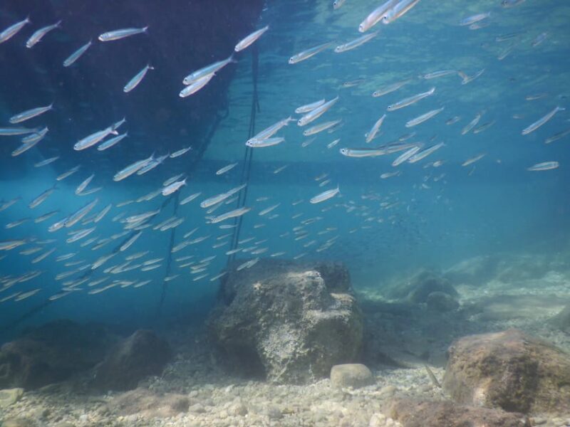 Pula: Introduction to Scuba Diving for Kids (age 8-10) - Underwater Exploration