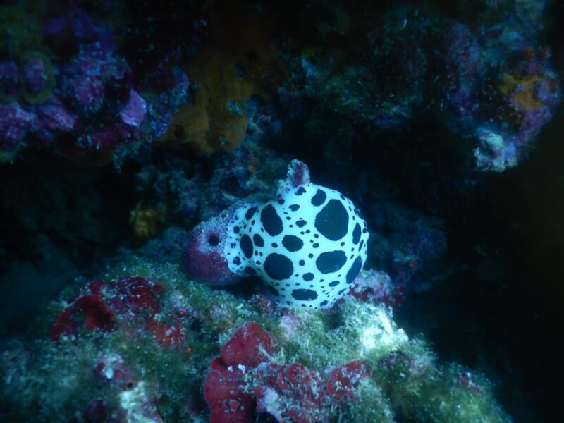 Pula: Introduction to Scuba Diving for Kids (age 8-10) - Frequently Asked Questions