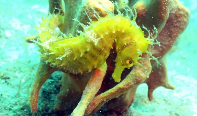 Pula: Introduction to Scuba Diving - Instructor Expertise