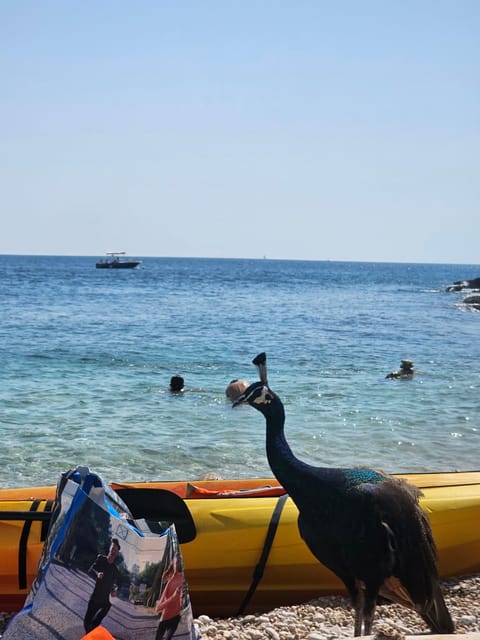 Pula: Island St. Jerolim and Kozada Kayak Tour - Good To Know