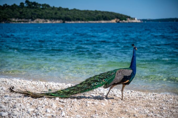 Pula: National Park Brijuni Cruise With Lunch and Drinks - Frequently Asked Questions