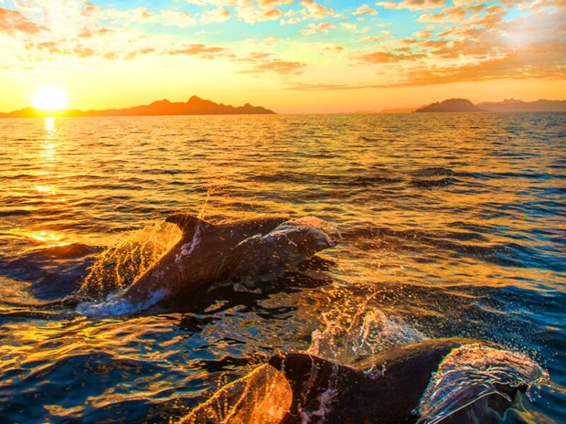 Pula: National Park Brijuni Dolphin Cruise With Dinner - Experience Highlights