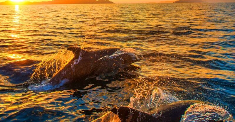 Pula: National Park Brijuni Dolphin Cruise With Dinner - Itinerary Details
