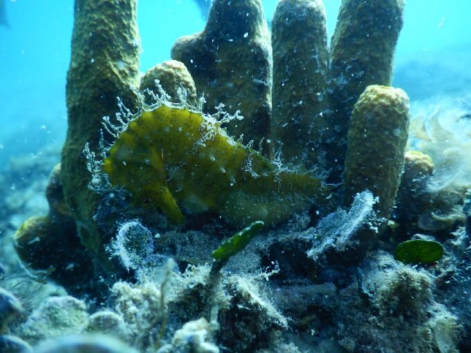 Pula: Private Introduction to Scuba Diving - Frequently Asked Questions