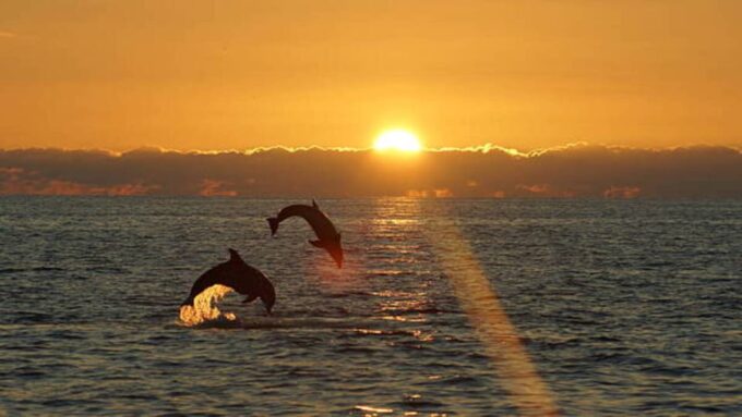 Pula: Sunset Dolphin Watching Boat Tour Around N.P Brijuni - Frequently Asked Questions