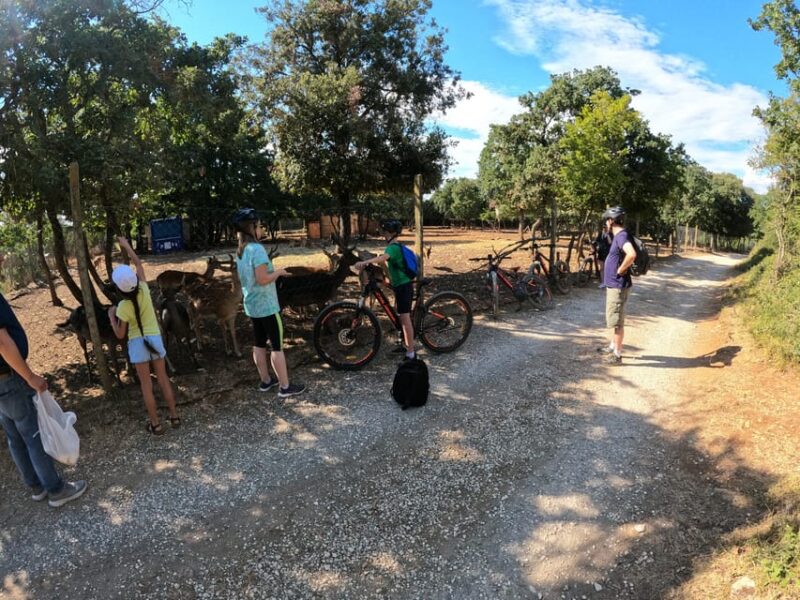 Pula-Vodnjan-Rovinj: E-Bike Swim & Forteress Tour - Inclusions