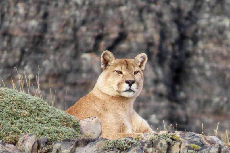 Puma Safari - Torres Del Paine - Key Points