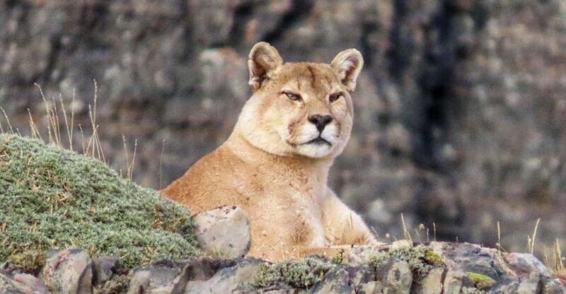 Puma Safari - Torres Del Paine - Tour Overview
