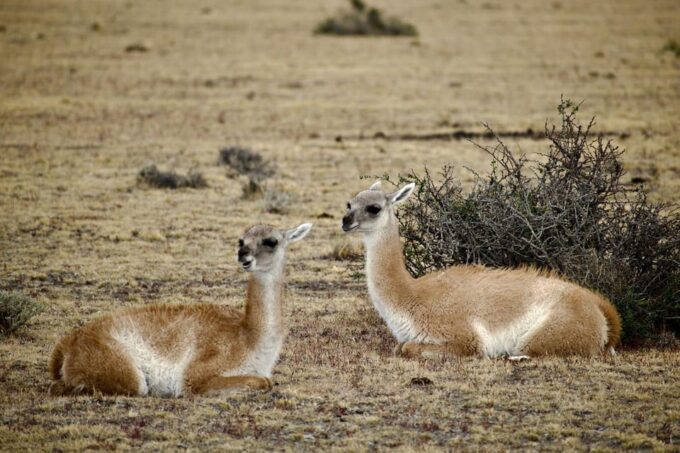 Puma Safari - Torres Del Paine - Scenic Landscapes of Torres Del Paine