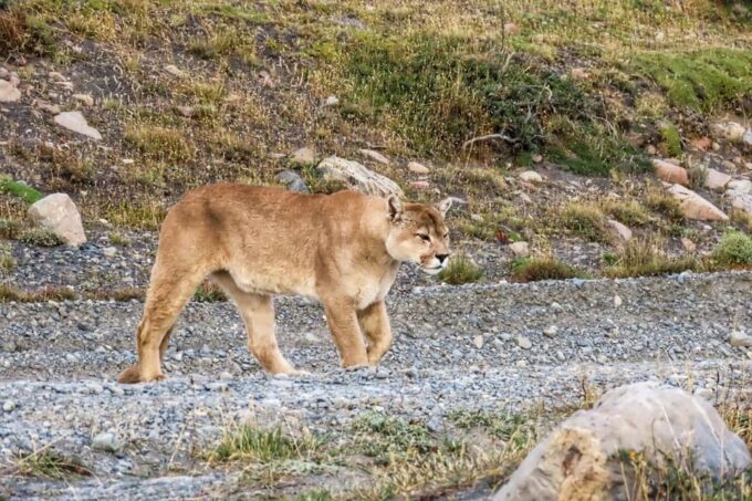 Puma Safari - Torres Del Paine - Frequently Asked Questions