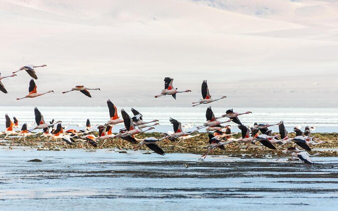 Puna Salt Flats - Full Day Tour - San Pedro De Atacama - Must Visit - Key Points
