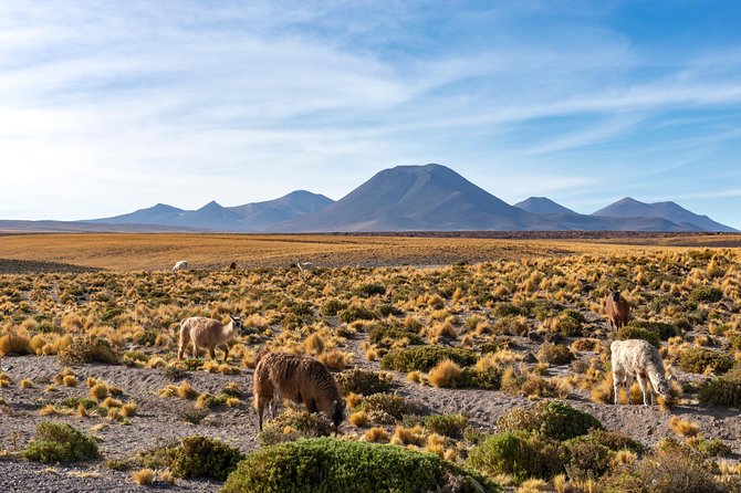 Puna Salt Flats - Full Day Tour - San Pedro De Atacama - Must Visit - Aguada De Quepiaco Wetland