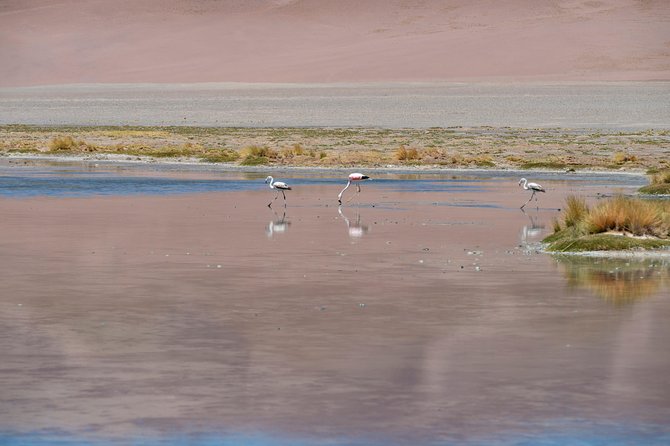 Puna Salt Flats - Full Day Tour - San Pedro De Atacama - Must Visit - Cancellation Policy
