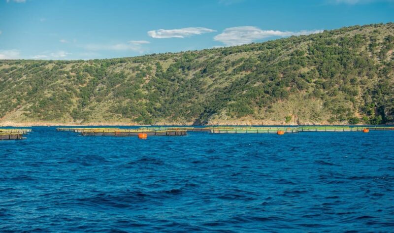 Punat, Cruise and Swim at Golden Beach and Blue Cave - Important Information
