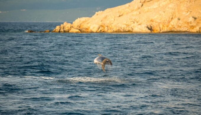 Punat, Cruise and Swim at Golden Beach and Blue Cave - Frequently Asked Questions