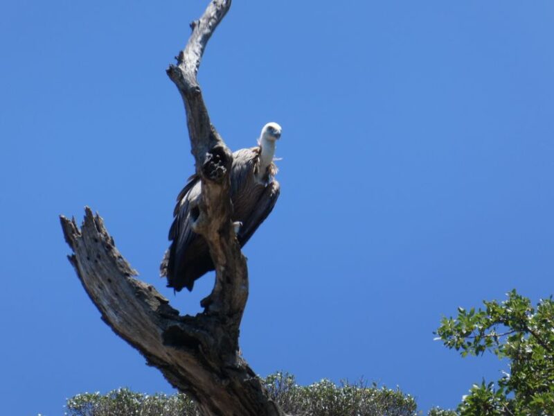 Punat-Private 3.5 Hour Trip to Stara Baška Wild Bays - Important Information
