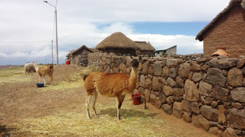 Puno: Sillustani Inca Cemetery Half Day Tour - Key Points