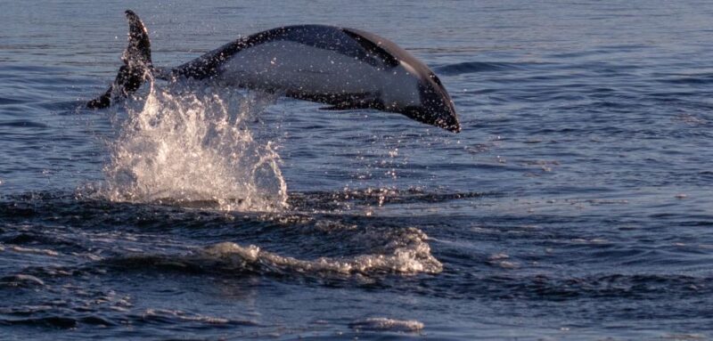 Punta Arenas: Dolphin & Wildlife Watching - Key Points