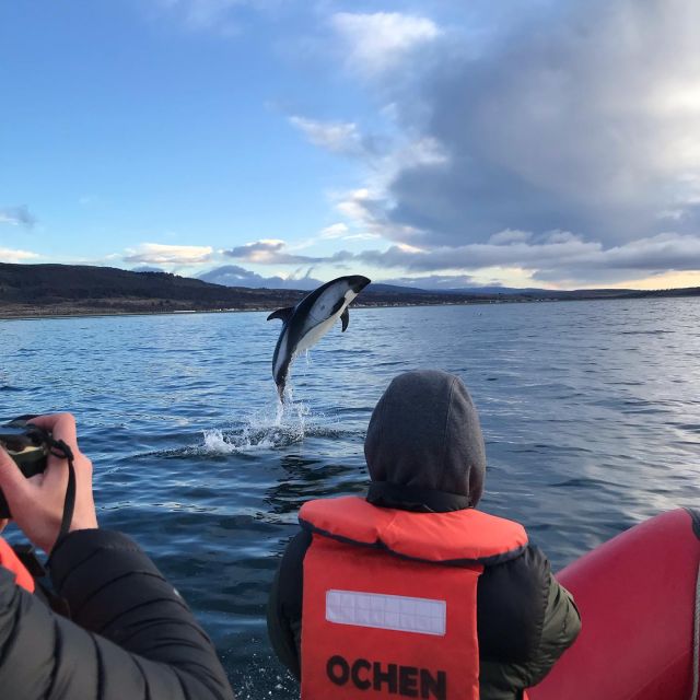 Punta Arenas: Dolphin & Wildlife Watching - Highlights of the Experience