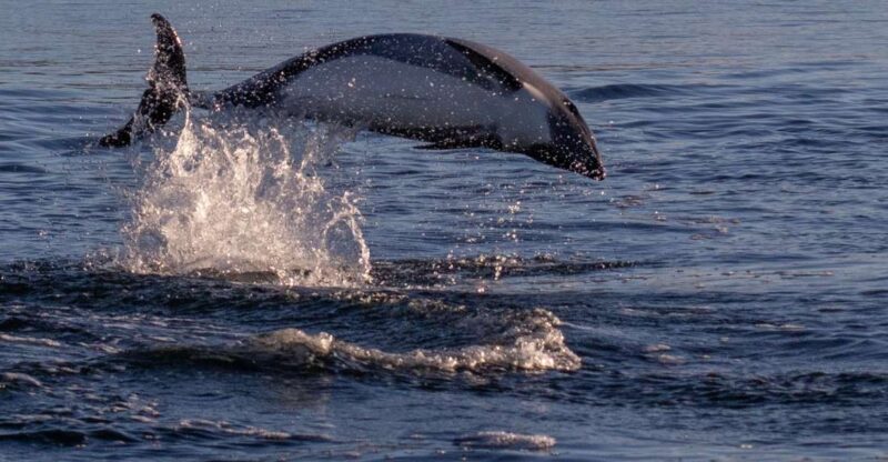 Punta Arenas: Dolphin & Wildlife Watching - Detailed Itinerary