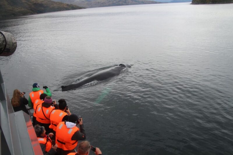 Punta Arenas: Full-Day Whales, Penguins, and Glaciers Tour - Wildlife and Natural Attractions