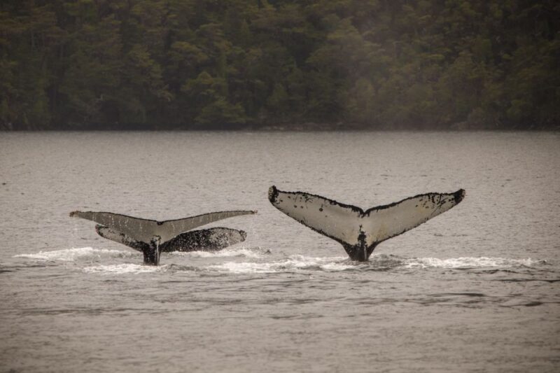 Punta Arenas: Full-Day Whales, Penguins, and Glaciers Tour - Itinerary and Activities