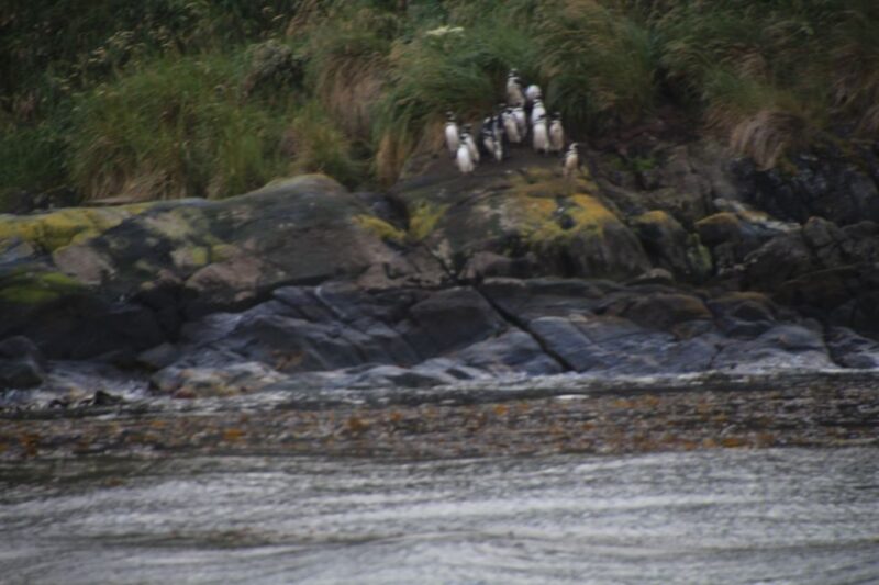 Punta Arenas: Full-Day Whales, Penguins, and Glaciers Tour - Participant Information