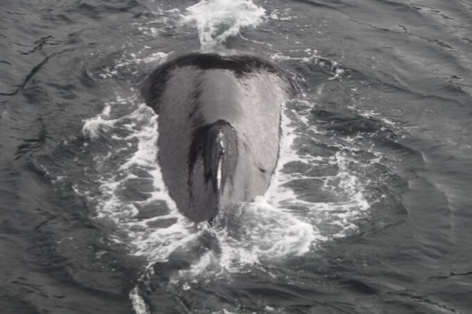 Punta Arenas: Full-Day Whales, Penguins, and Glaciers Tour - Frequently Asked Questions