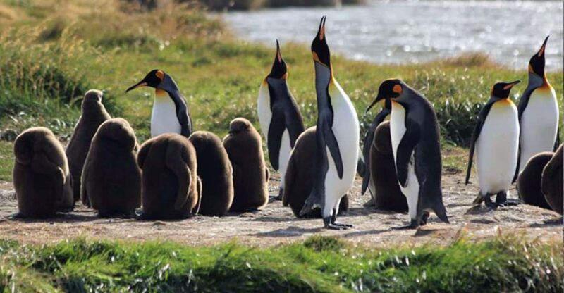 Punta Arenas: King Penguin Park and Tierra Del Fuego Trip - Highlights of the Trip
