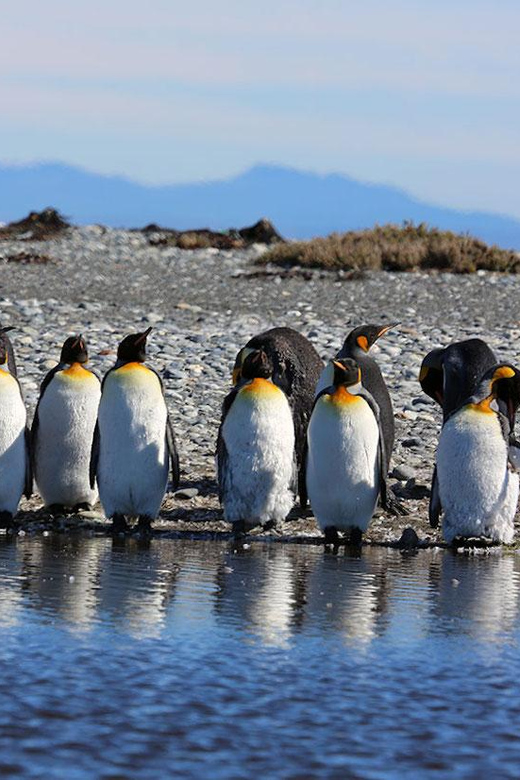 Punta Arenas: King Penguin Park and Tierra Del Fuego Trip - Customer Reviews