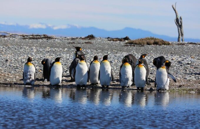 Punta Arenas: King Penguin Park and Tierra Del Fuego Trip - Ferry Ride and Destinations