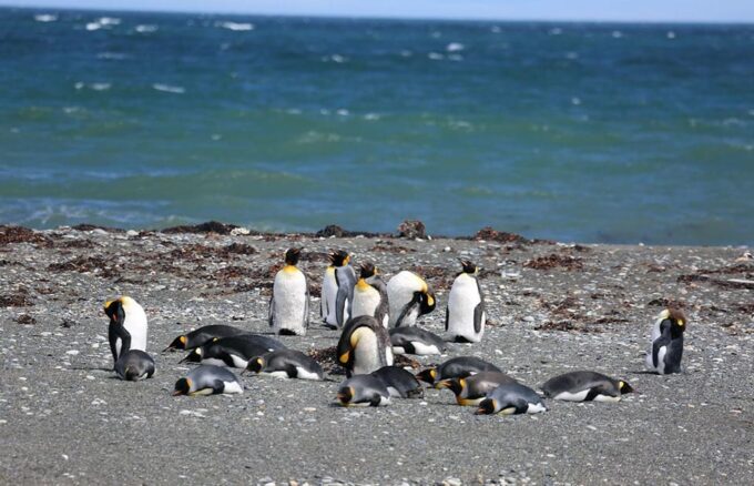 Punta Arenas: King Penguin Park and Tierra Del Fuego Trip - Recommended Items