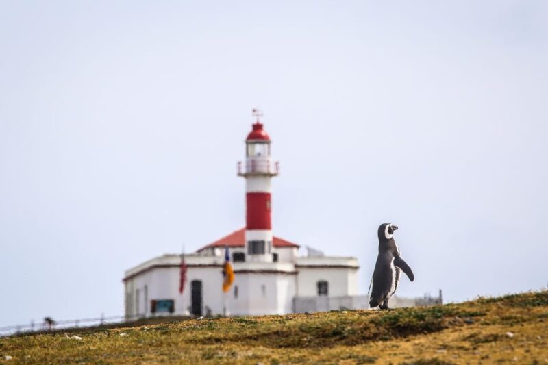 Punta Arenas: Magdalena Island Navigation & Walk W Penguins - Key Points