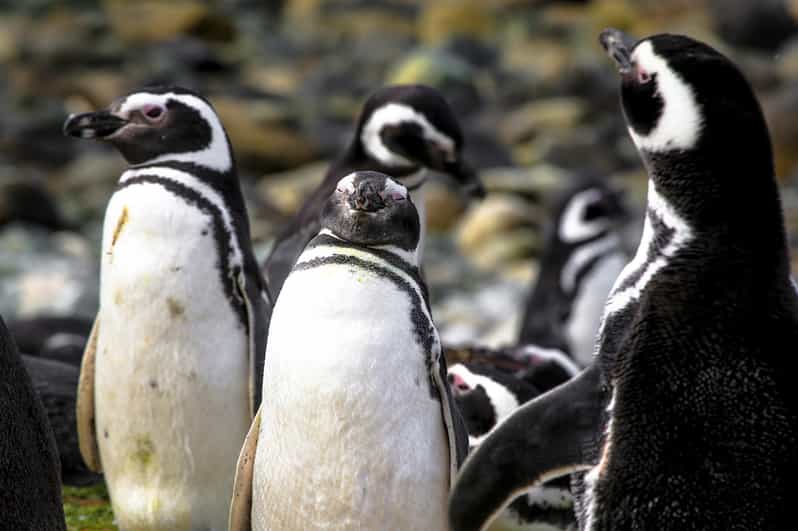 Punta Arenas: Magdalena Island Navigation & Walk W Penguins - Itinerary Highlights