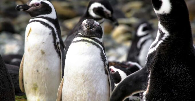 Punta Arenas: Magdalena Island Navigation & Walk W Penguins - Inclusions and Amenities