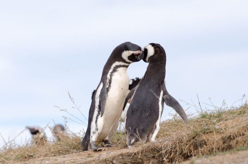Punta Arenas: Walk With Penguins on Magdalena & Marta Island - Key Points