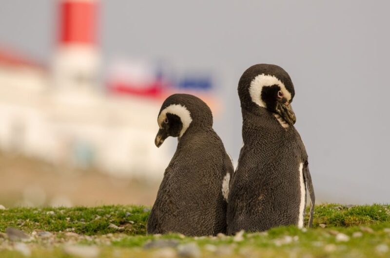 Punta Arenas: Walk With Penguins on Magdalena & Marta Island - Itinerary