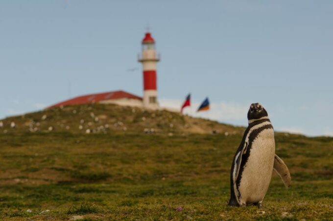 Punta Arenas: Walk With Penguins on Magdalena & Marta Island - Customer Reviews