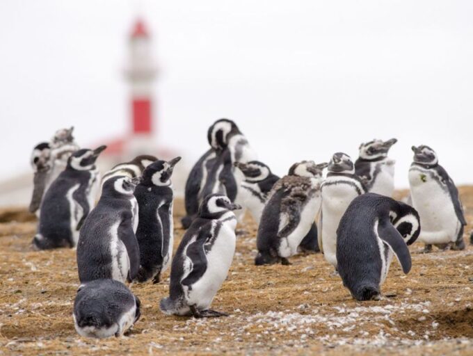 Punta Arenas: Walk With Penguins on Magdalena & Marta Island - Getting There
