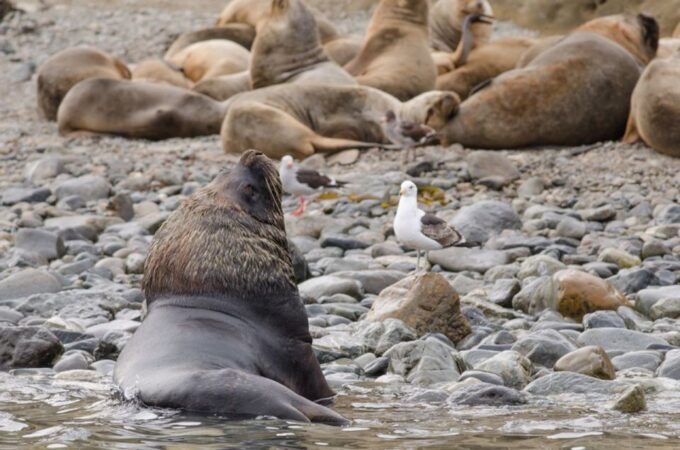 Punta Arenas: Walk With Penguins on Magdalena & Marta Island - Getting There