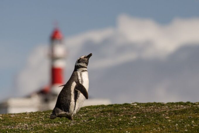 Punta Arenas: Walk With Penguins on Magdalena & Marta Island - Frequently Asked Questions
