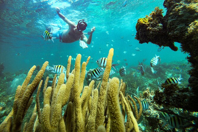 Punta Cana Adult Only Coral Nursery Snorkeling With Seafood Lunch - Snorkel Equipment and Guides