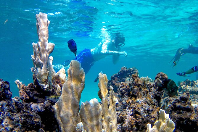 Punta Cana Adult Only Coral Nursery Snorkeling With Seafood Lunch - Seafood Lunch and Drinks
